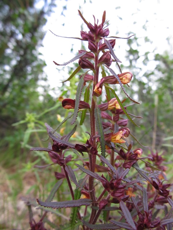 Image of Pedicularis labradorica specimen.