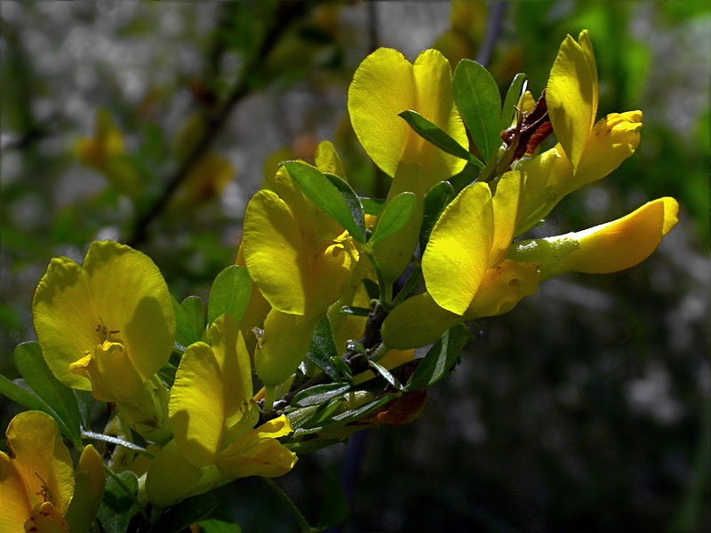 Изображение особи Chamaecytisus ruthenicus var. ssyreiszczikowii.