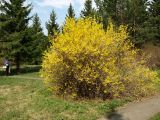 Forsythia ovata