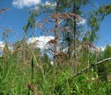 Calamagrostis langsdorffii