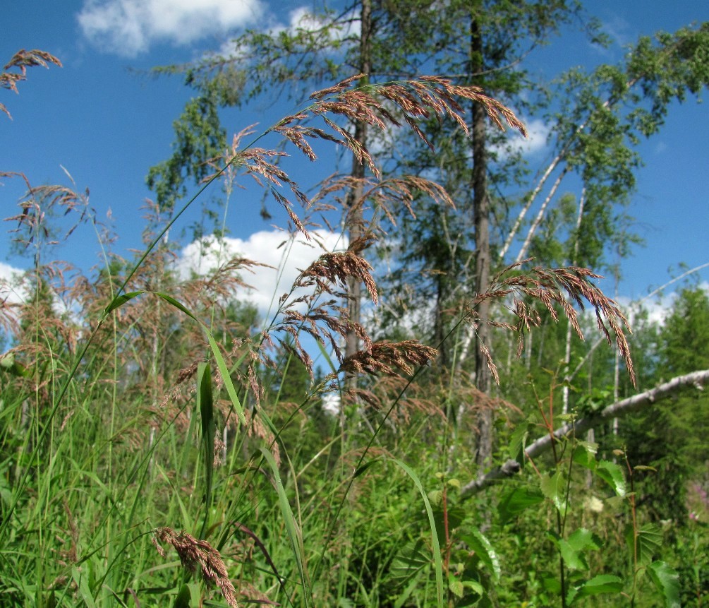 Image of Calamagrostis langsdorffii specimen.