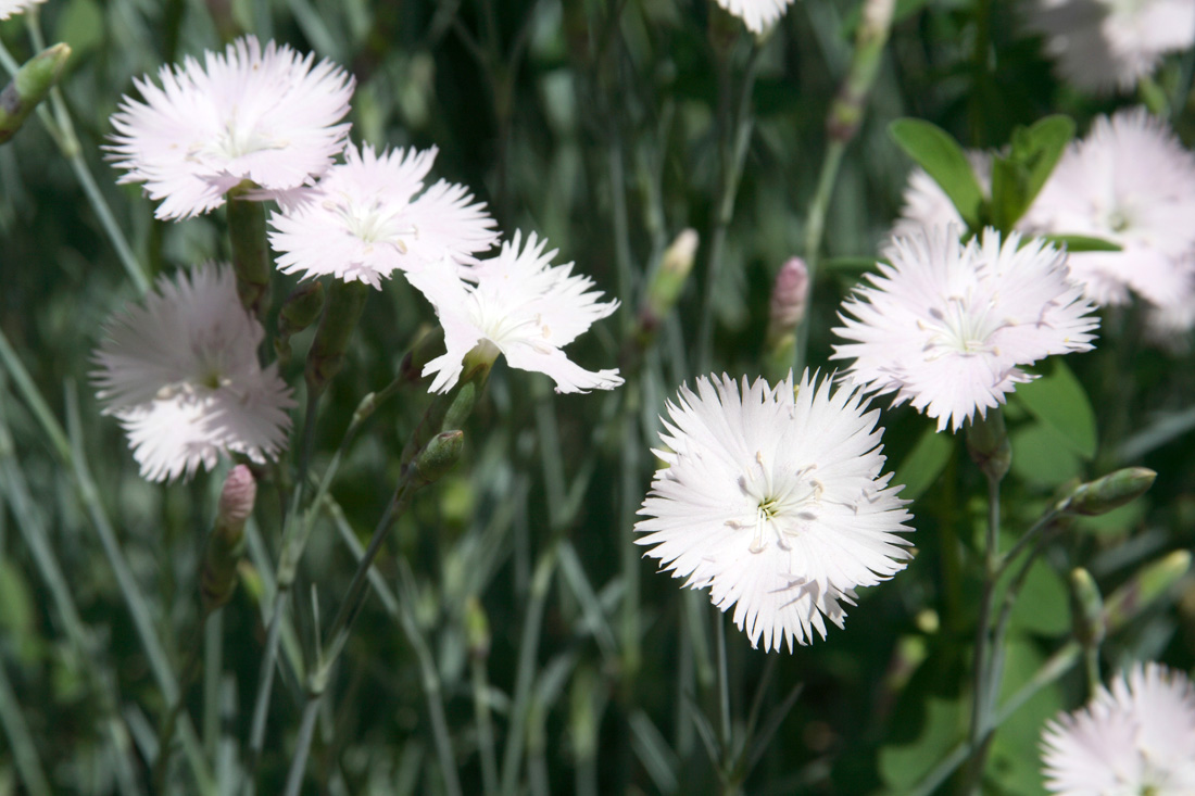 Изображение особи Dianthus plumarius.