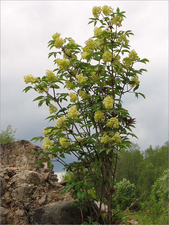 Image of Sambucus racemosa specimen.