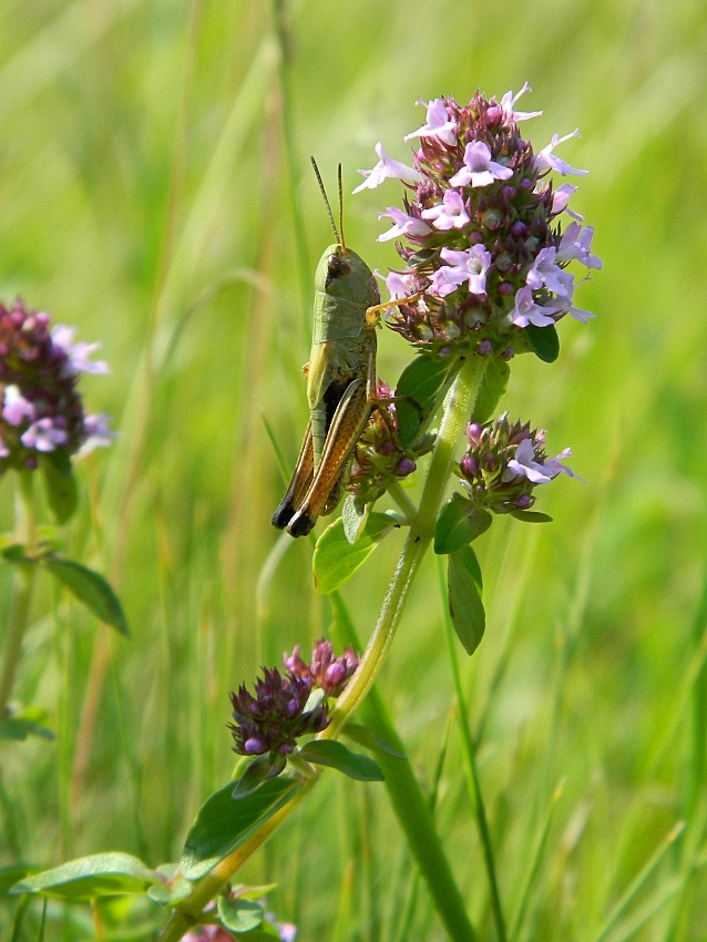 Изображение особи Thymus pulegioides.