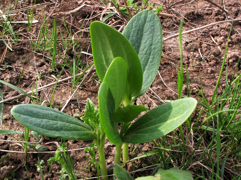 Изображение особи Echinocystis lobata.