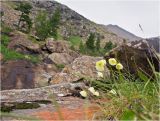 Papaver pseudocanescens