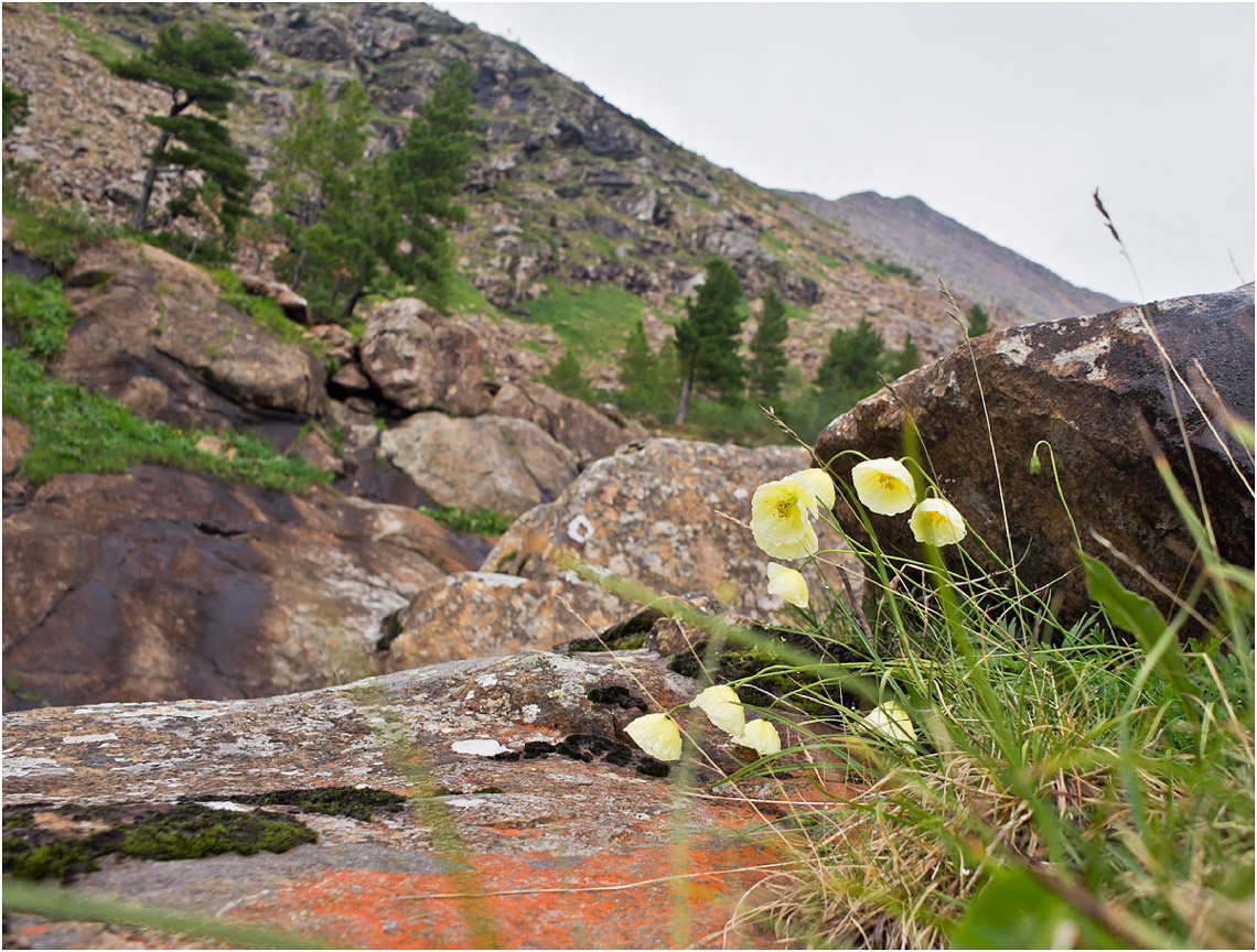 Изображение особи Papaver pseudocanescens.