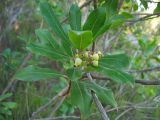 Arbutus unedo. Верхушка цветущего побега. Испания, Каталония, провинция Girona, Costa Brava, окр. населённого пункта Sant Feliu de Guíxols, в составе жестколистного средиземноморского леса. 26 октября 2008 г.