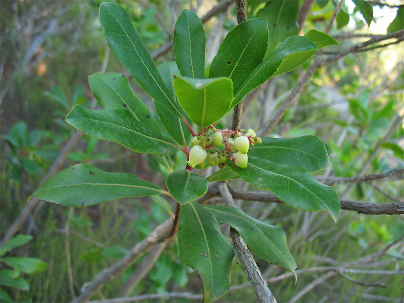 Изображение особи Arbutus unedo.