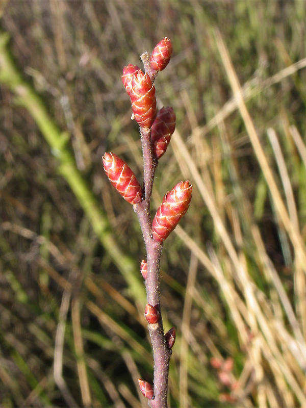 Image of Myrica gale specimen.