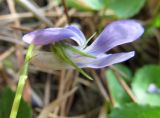 genus Viola
