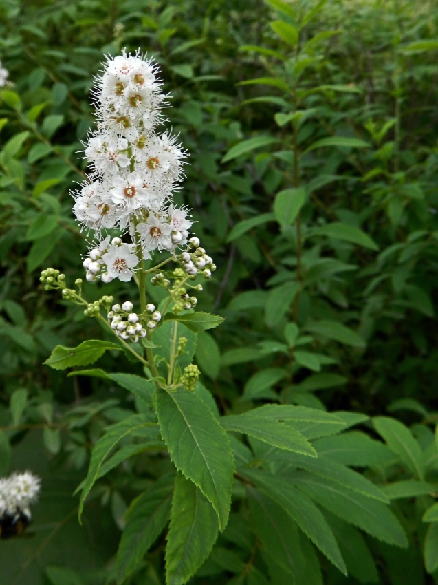 Image of Spiraea alba specimen.