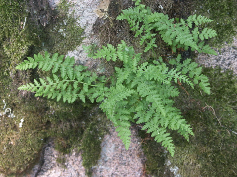 Изображение особи Woodsia ilvensis.