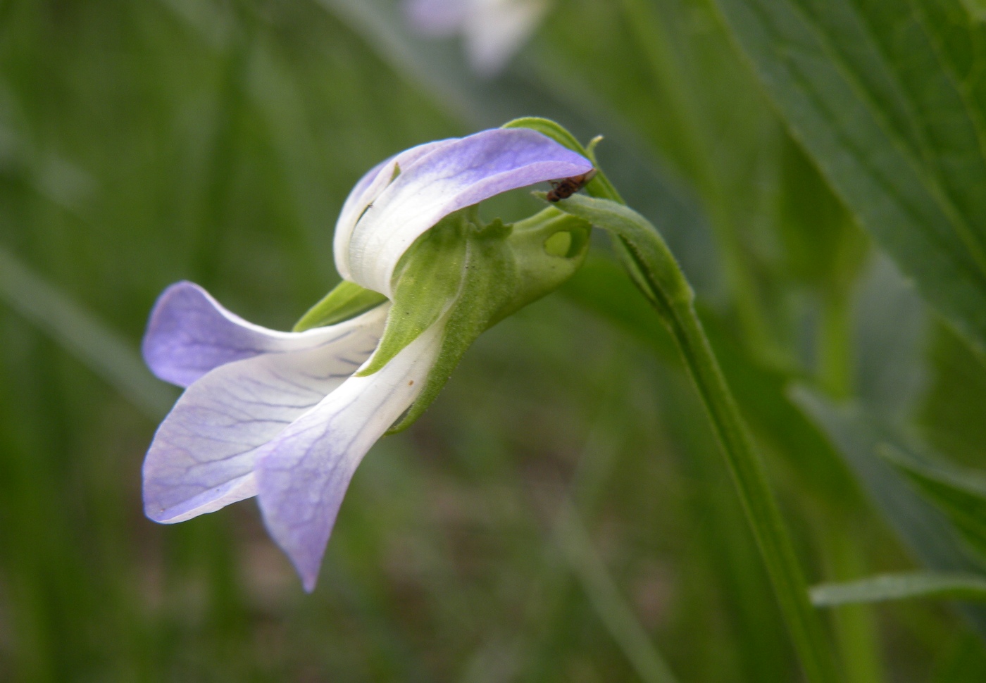 Image of Viola elatior specimen.