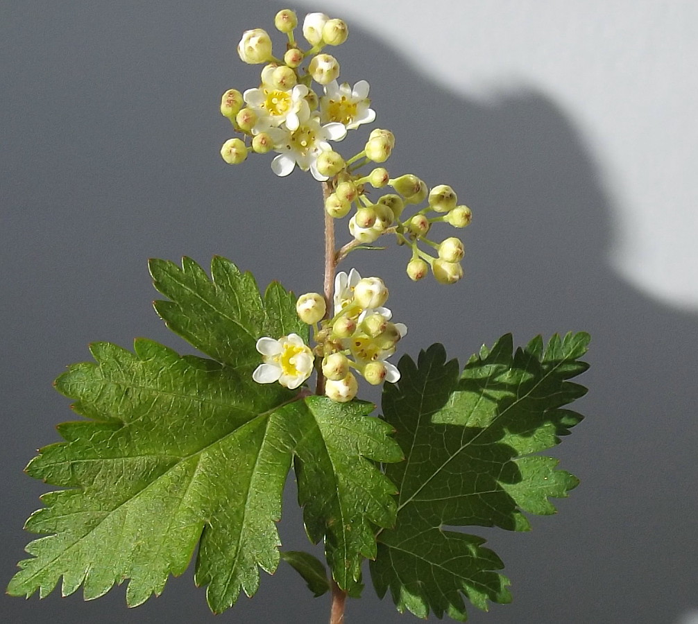 Image of Stephanandra incisa specimen.