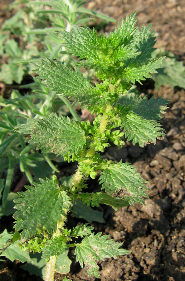 Image of Urtica urens specimen.