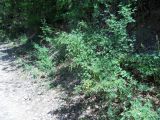Hippocrepis emeroides