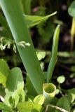 Allium fistulosum