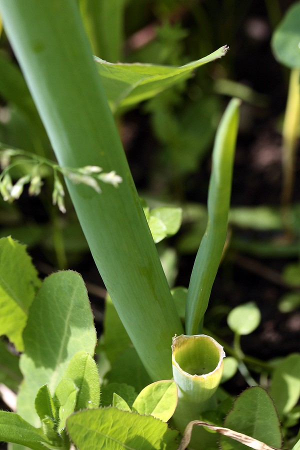 Изображение особи Allium fistulosum.