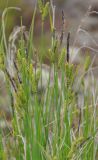 Carex juncella