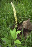 Verbascum nigrum. Цветущее растение. Курская обл., г. Железногорск, берег вдхр. на р. Погарщина. 12 июля 2007 г.