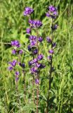 Campanula glomerata. Верхушки побегов с соцветиями. Московская обл., Рузский р-н., окр. дер. Полуэктово. 29.06.2012.