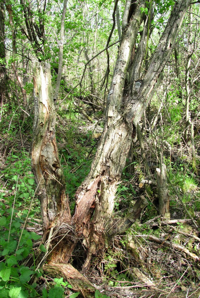 Изображение особи Salix myrsinifolia.