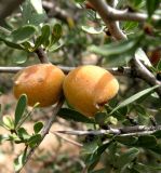 Amygdalus spinosissima. Часть ветви со зрелыми плодами. Туркменистан, хр. Кугитанг. Июнь 2012 г.