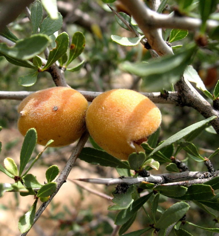 Image of Amygdalus spinosissima specimen.