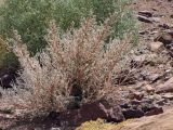 Forsskaolea tenacissima. Растение в каменистой пустыне. Израиль, Эйлатские горы. 26.05.2011.