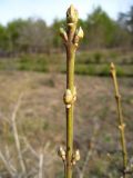 Euonymus europaeus