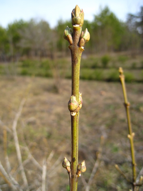 Image of Euonymus europaeus specimen.
