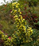 Artemisia stechmanniana. Общее соцветие с укороченными и неправильно ветвящимися осями. Окр. г. Красноярска, заповедник \"Столбы\", столб Такмак, каменистая степь. 05.09.2012.