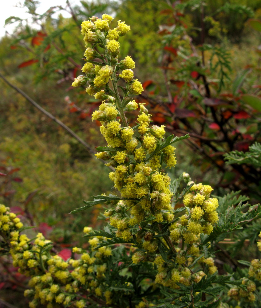 Image of Artemisia stechmanniana specimen.