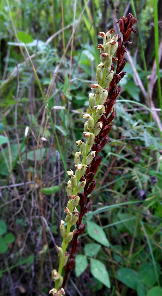 Изображение особи Herminium monorchis.