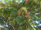 Ailanthus altissima