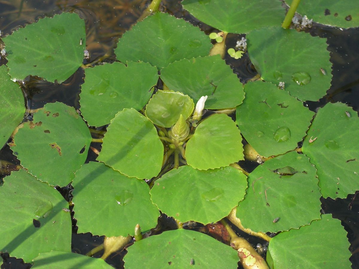 Image of Trapa maximowiczii specimen.