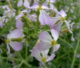 Raphanus sativus. Верхушка соцветия с цветками и бутонами. Приморский край, Спасский р-н, окр. с. Хвалынка. 29.06.2010.