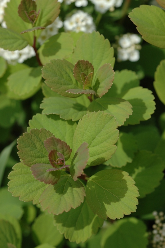Image of Spiraea betulifolia specimen.