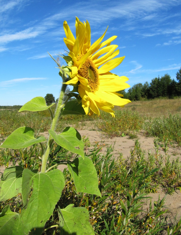 Изображение особи Helianthus annuus.