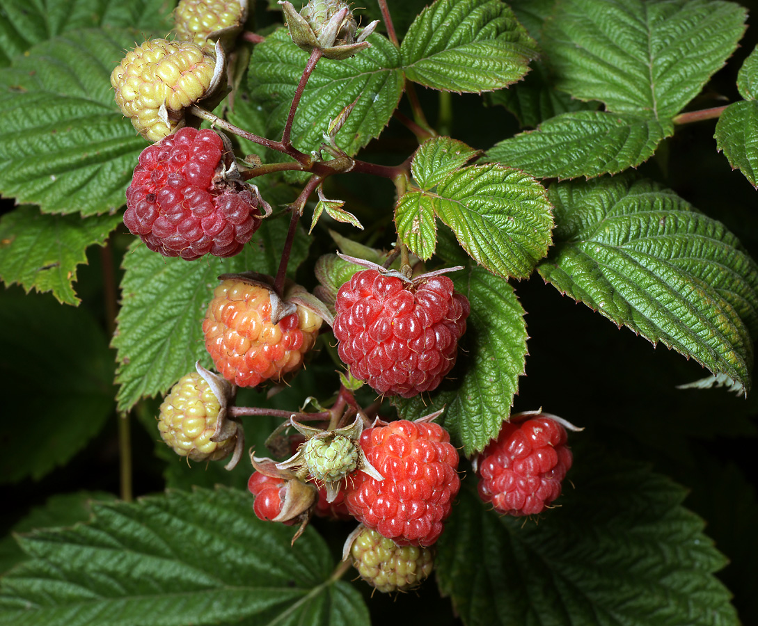 Image of Rubus idaeus specimen.