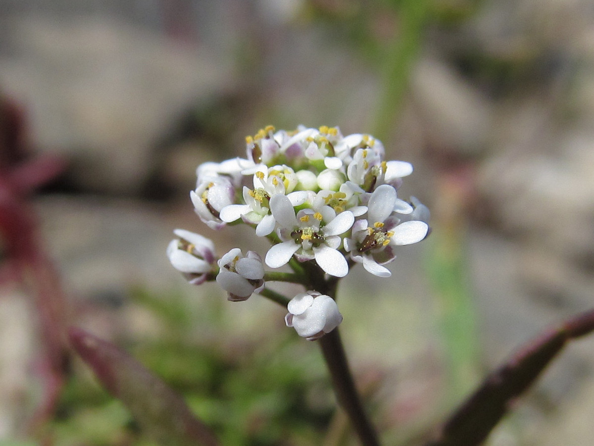 Image of Teesdalia coronopifolia specimen.