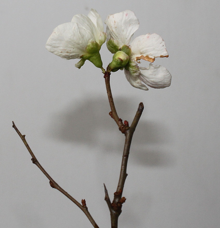 Image of Chaenomeles speciosa specimen.