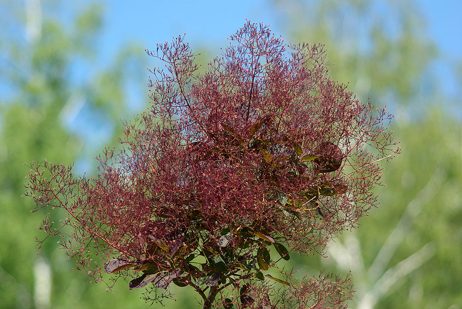 Image of Cotinus coggygria specimen.