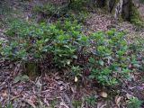 Euphorbia oblongifolia