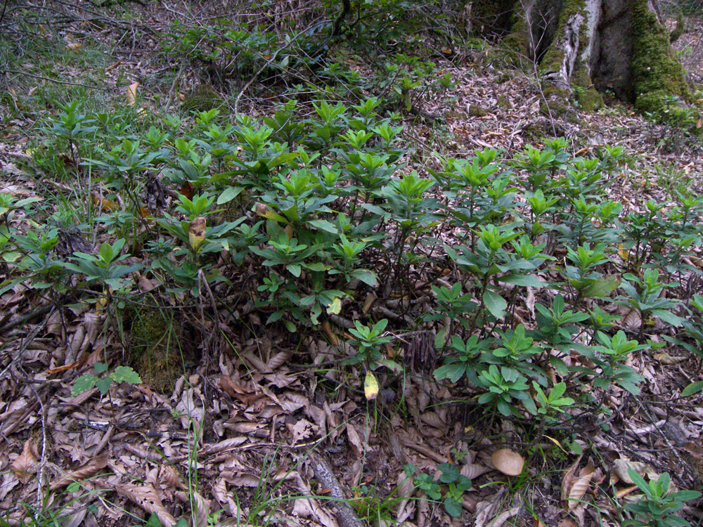 Image of Euphorbia oblongifolia specimen.