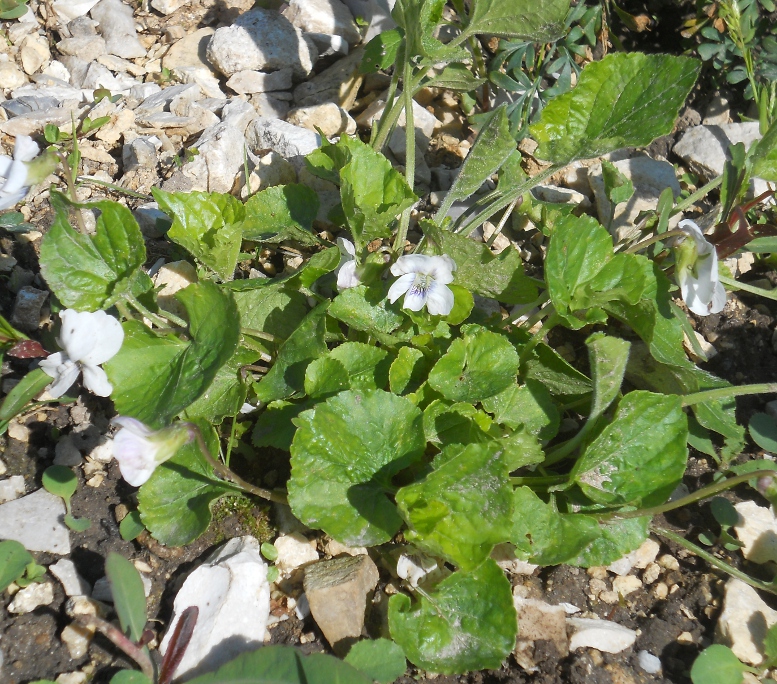 Image of Viola alba specimen.