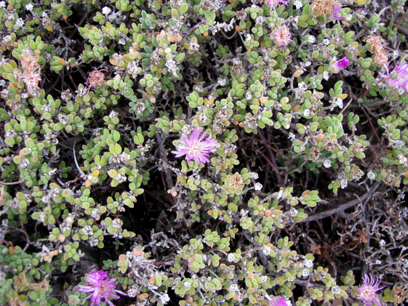 Изображение особи Drosanthemum floribundum.