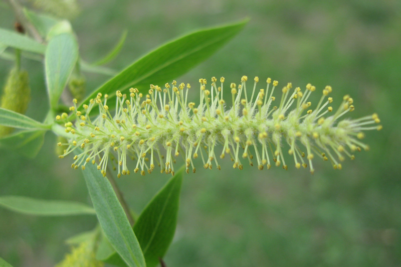 Image of Salix euxina specimen.