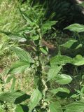 Parietaria officinalis. Цветущее растение. Южный берег Крыма, возле Ялты. 08.06.2009.